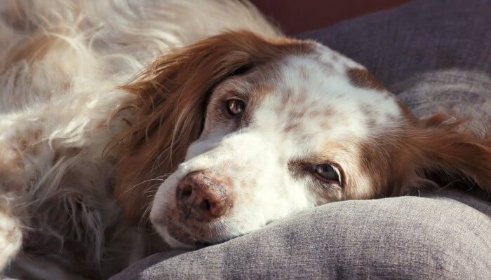 Tramadol Veterinario Pastillas
