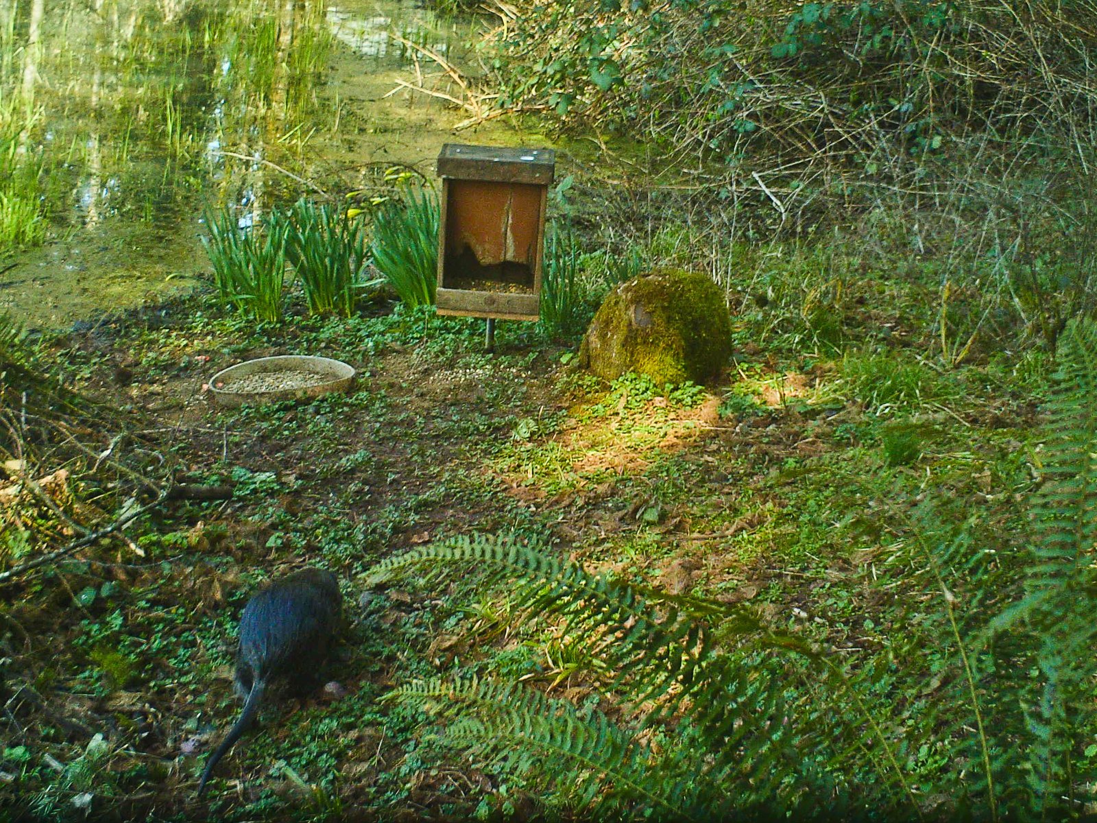 Viagra online europa