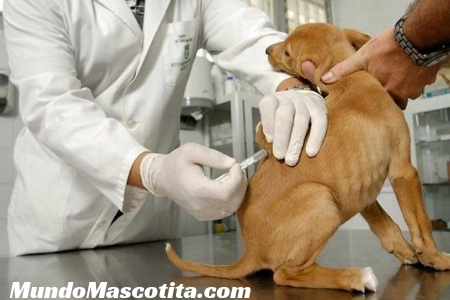 Precio Ivermectina Perros