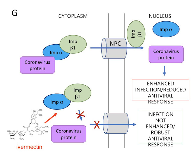 Ivermectina 6 Mg Tiene Penicilina Ivermectina 6 mg tiene penicilina