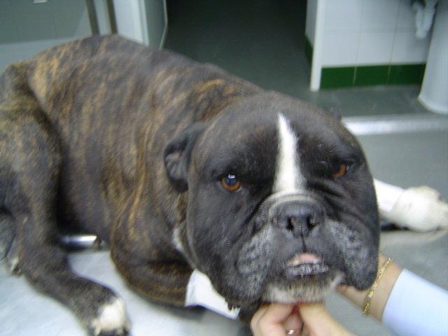 Sildenafil 50 Mg En Perros