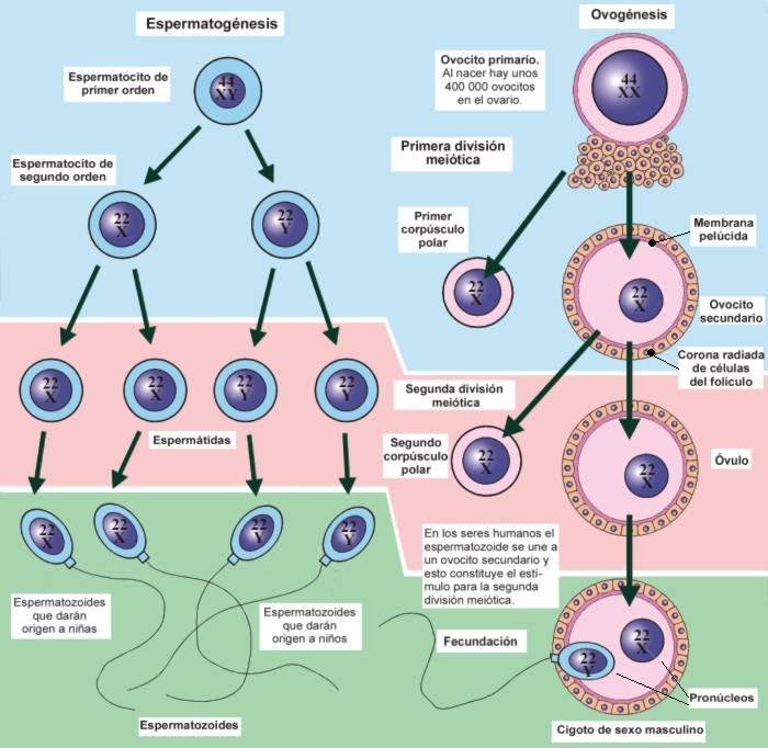 bupropion orden