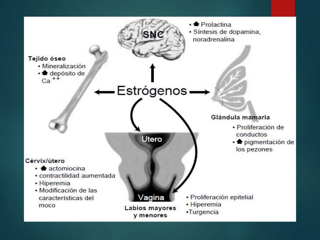 Estrógenos conjugados 0.3mg online