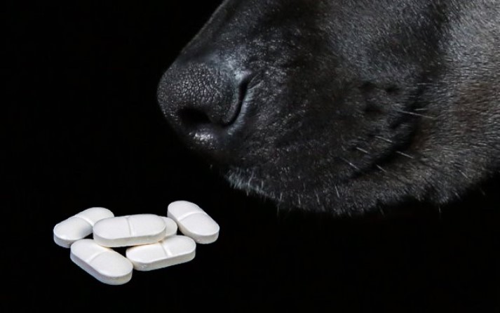Tramadol Pastillas Perro